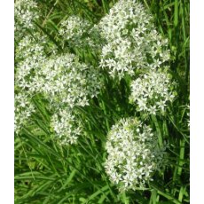 HERB Chives - Garlic 8.5/9cm HERB Chives - Garlic 8.5/9cm