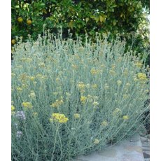 HERB Curry Plant 8.5cm/9cm HERB Curry Plant 8.5cm/9cm