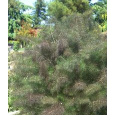 HERB Fennel - Bronze 8.5/9cm HERB Fennel - Bronze 8.5/9cm