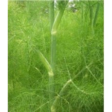 HERB Fennel - Green 8.5/9cm HERB Fennel - Green 8.5/9cm