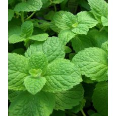 HERB Mint - Apple 8.5/9cm HERB Mint - Apple 8.5/9cm