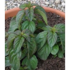 HERB Mint - Basil 9cm HERB Mint - Basil 9cm