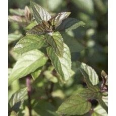HERB Mint - Black Peppermint 8.5/9cm HERB Mint - Black Peppermint 8.5/9cm