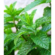 HERB Mint - Garden 8.5/9cm9cm HERB Mint - Garden 8.5/9cm9cm