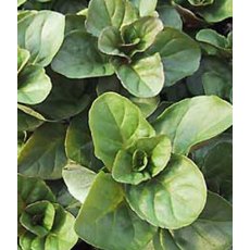 HERB Mint - Orange 9cm HERB Mint - Orange 9cm