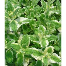 HERB Mint - Pineapple 9cm HERB Mint - Pineapple 9cm