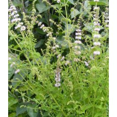 HERB Mint - Strawberry 9cm HERB Mint - Strawberry 9cm