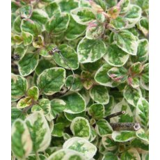 HERB Oregano - 'Country Cream' 9cm HERB Oregano - 'Country Cream' 9cm