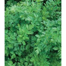 HERB Parsley - Flat / French 8.5cm/9cm HERB Parsley - Flat / French 8.5cm/9cm