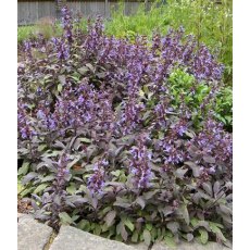 HERB Sage - Purple 8.5/9cm HERB Sage - Purple 8.5/9cm