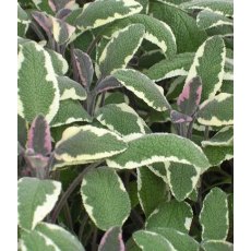HERB Sage - Tricolor 9cm HERB Sage - Tricolor 9cm
