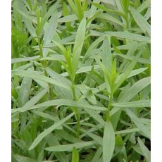 HERB Tarragon - French 8.5/9cm HERB Tarragon - French 8.5/9cm