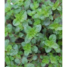 HERB Thyme - Broad Leaf 8.5cm/9cm HERB Thyme - Broad Leaf 8.5cm/9cm