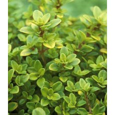 HERB Thyme - Golden 8.5cm/9cm HERB Thyme - Golden 8.5cm/9cm