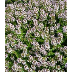 HERB Thyme - Orange Scented 9cm HERB Thyme - Orange Scented 9cm
