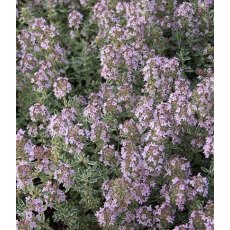 HERB Thyme - 'Silver Queen' 8.5cm/9cm HERB Thyme - 'Silver Queen' 8.5cm/9cm