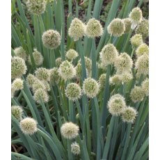 HERB Welsh Onion 9cm HERB Welsh Onion 9cm