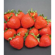 Strawberry 'Fenella' 8.5cm/9cm Strawberry 'Fenella' 8.5cm/9cm