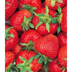 Strawberry 'Florence' 8.5cm/9cm Strawberry 'Florence' 8.5cm/9cm