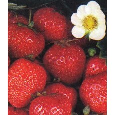 Strawberry 'Pegasus' 9cm Strawberry 'Pegasus' 9cm