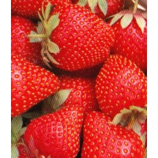 Strawberry 'Symphony' 9cm Strawberry 'Symphony' 9cm