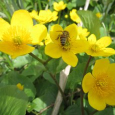 MARGINAL - Caltha palustris 1L MARGINAL - Caltha palustris 1L
