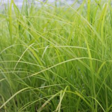 MARGINAL - Carex muskingumensis   1L MARGINAL - Carex muskingumensis   1L