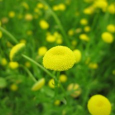MARGINAL - Cotula coronopifolia   1L MARGINAL - Cotula coronopifolia   1L