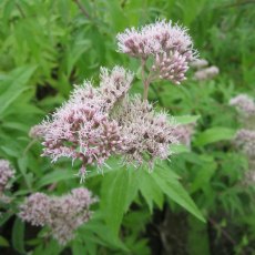 MARGINAL - Eupatorium cannabinum   1L MARGINAL - Eupatorium cannabinum   1L