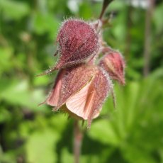 MARGINAL - Geum rivale   1L MARGINAL - Geum rivale   1L