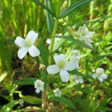 MARGINAL - Gratiola officinalis 1L MARGINAL - Gratiola officinalis 1L