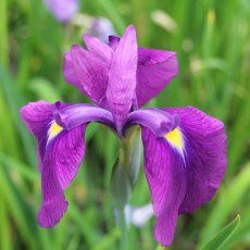 MARGINAL - Iris ensata 1L MARGINAL - Iris ensata 1L
