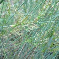 MARGINAL - Juncus inflexus   1L MARGINAL - Juncus inflexus   1L