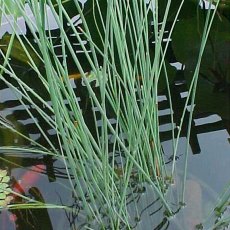 MARGINAL - Juncus inflexus   1L MARGINAL - Juncus inflexus   1L