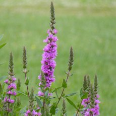 MARGINAL - Lythrum salicaria   1L MARGINAL - Lythrum salicaria   1L