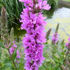 MARGINAL - Lythrum salicaria   1L MARGINAL - Lythrum salicaria   1L