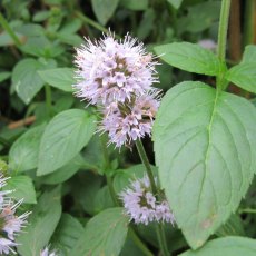 MARGINAL - Mentha aquatica   1L MARGINAL - Mentha aquatica   1L