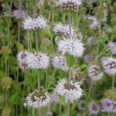 MARGINAL - Mentha pulegium   1L MARGINAL - Mentha pulegium   1L