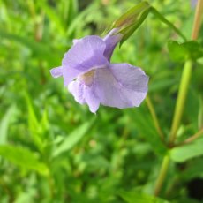 MARGINAL - Mimulus ringens   1L MARGINAL - Mimulus ringens   1L