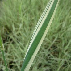 MARGINAL - Phalaris arun var picta   1L MARGINAL - Phalaris arun var picta   1L