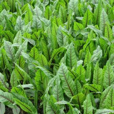 MARGINAL - Rumux sanguineus   1L MARGINAL - Rumux sanguineus   1L