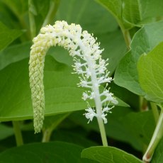 MARGINAL - Saururus cernuus   1L MARGINAL - Saururus cernuus   1L
