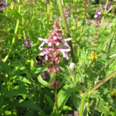 MARGINAL - Stachys palustris 1L MARGINAL - Stachys palustris 1L