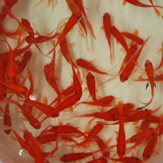 Goldfish 3-4" Goldfish 3-4"