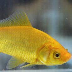 Goldfish Lemon 3-4" Goldfish Lemon 3-4"