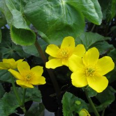 MARGINAL - Caltha palustris 'Polypetala'   1L MARGINAL - Caltha palustris 'Polypetala'   1L