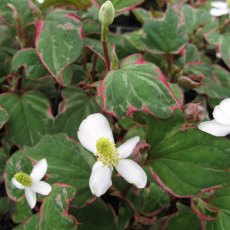 MARGINAL - Houttuynia cordata 'Boo Boo'   1L MARGINAL - Houttuynia cordata 'Boo Boo'   1L