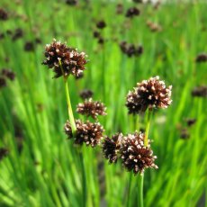 MARGINAL - Juncus ensifolius   1L MARGINAL - Juncus ensifolius   1L
