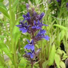 MARGINAL - Lobelia vedrariensis   1L MARGINAL - Lobelia vedrariensis   1L