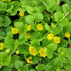 MARGINAL - Lysimachia nummularia 1L MARGINAL - Lysimachia nummularia 1L